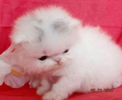 Lovely Persian kittens for adoption