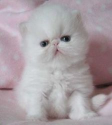 Persian Kittens For any cat loving home