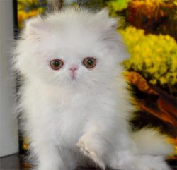 Adorable Male & Female Persian Kittens