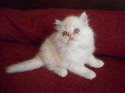 Male & Female Persian Kittens For Adoption