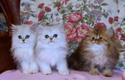Great house trained Persian Kittens