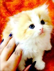 Persian kitties for loving homes