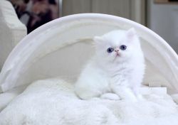 Blue Eyed White Male Persian Kitten Available!