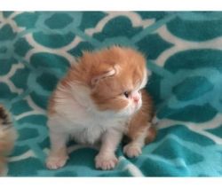 Male and female persian kittens available