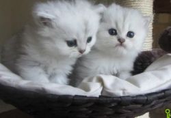 Beautiful Tabby Gccf Persian Kitten