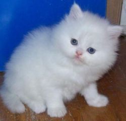 Adorable Persian dollface kittens