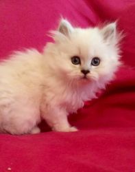 Pedigree Persian Babies Available Now!