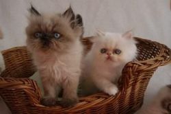 Persian kittens now available