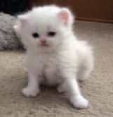 Persian Kitten For Adoption.(xxx) xxx-xxx5