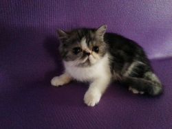 Classic Tabby Persian Kitten Girl C.f.a.