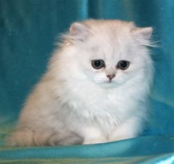 Chinchilla Persian Kittens for Sale