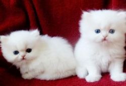White Teacup Persian Kittens for good homes