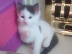 Persian X Kittens For Sale