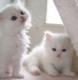 Persian siamese kittens