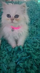 gorgeous persian kittens available now