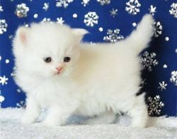 male and female persian kitten available