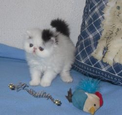 adorable persian kitten for lovely homes