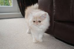 Loving Homebred Cream-white Persian Kittens