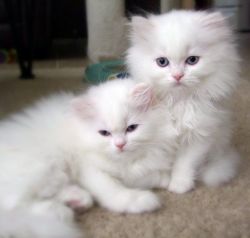 Snow White Persian Kittens