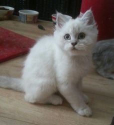Persian Kitten Available OMG