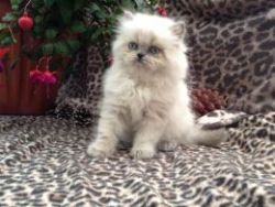 Handsome Persian Kitten (m)