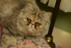 CFA dilute calico Persian young female