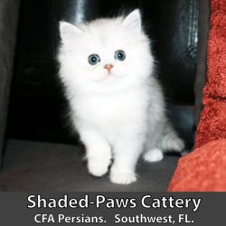 Shaded Silver Persian Kitten
