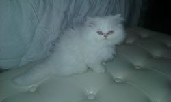 CFA Reg. Persian Kittens