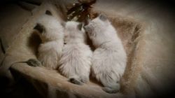 3 Persian/Himalayan Kittens