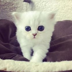 Superb Persian Kittens For Sale.