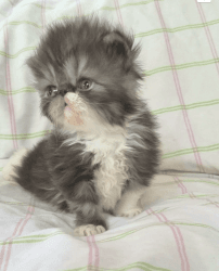 Sweet CFA persian kittens available