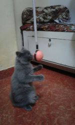 3.5 months grey persian cat malr