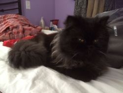 Rehoming Male and Female Persian