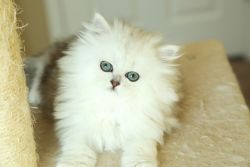 Persian silver chinchilla kittens