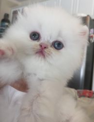 Rare Odd eye solid white Persian female kitten- CFA registered!