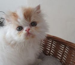 Beautiful Persian Kittens Ready To Go
