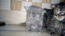 I WANT TO SELL MY 4 PERSIAN KITTENS URGENTLY