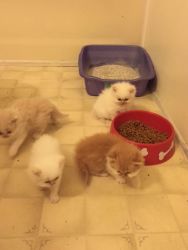 Persian and Himalayan Kittens for Sale
