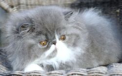 Kallylace Cattery Pure Persians