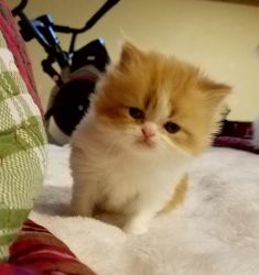 Gorgeous Red and White bicolor Persian kitten female