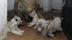 Home White siberian tiger, cheetah, lion, panther and other