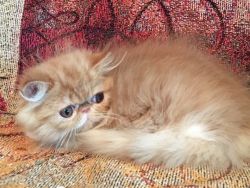 CFA registered Persian kitten