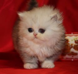 Texas Persian Kittens for Sale