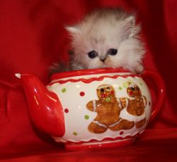 Bicolor Persian Kitten for Sale