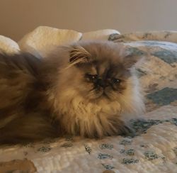 Doll face shaded silver persian