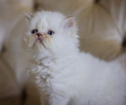 Cute Persian kittens available now for sale.