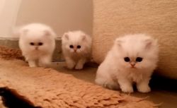 Adorable Persian Kittens For Adoption.