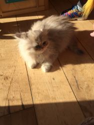 Persian kittens available contact on (xxx)-xxx-xxxx for more inf