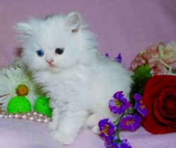 white Bi-color Persian Kittes