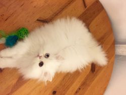 Persian Fluff - Fur Balls; Cute Pet Quality Persians (Doll Face Pet Qu